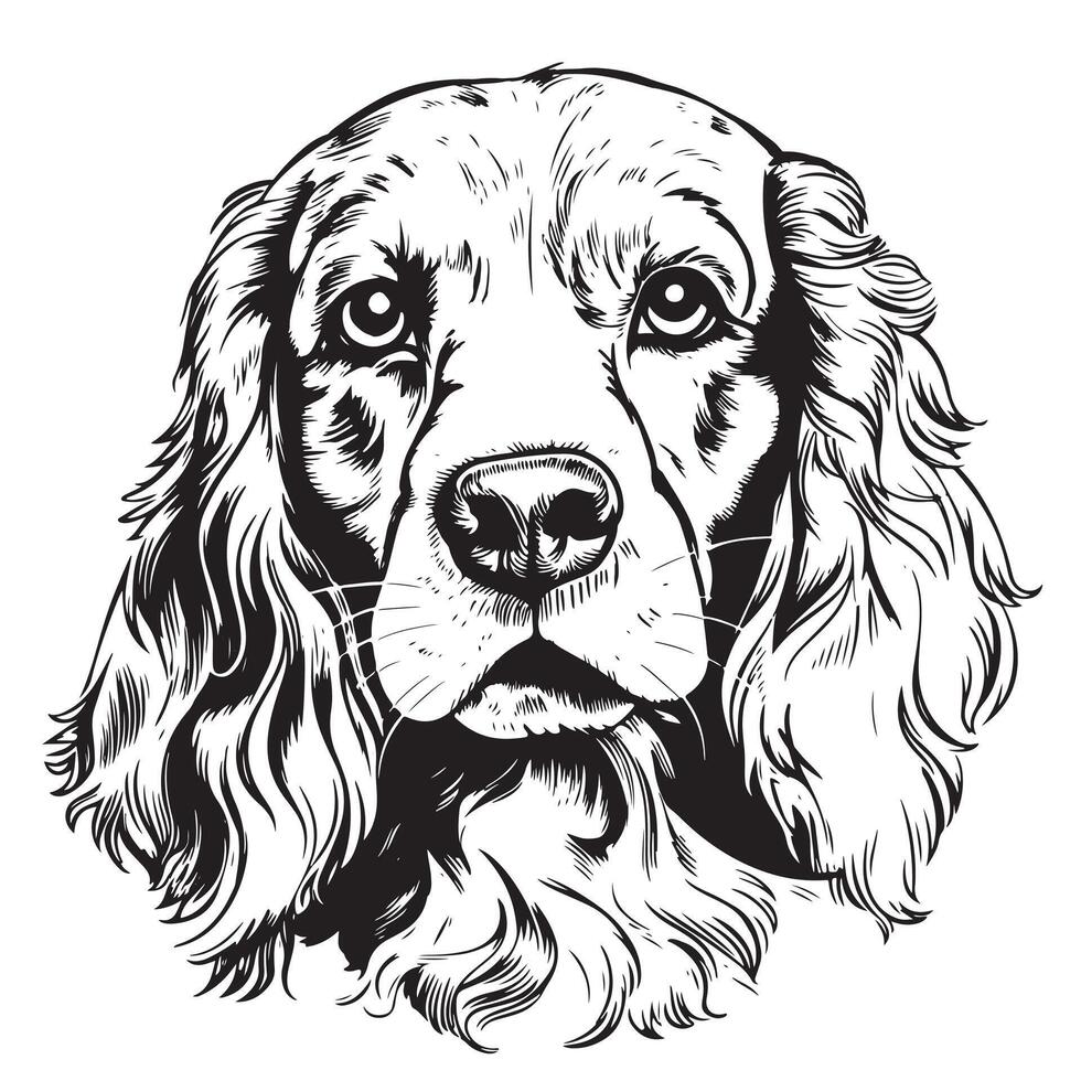 dog breed Cocker Spaniel muzzle, sketch graphics black and white drawing vector