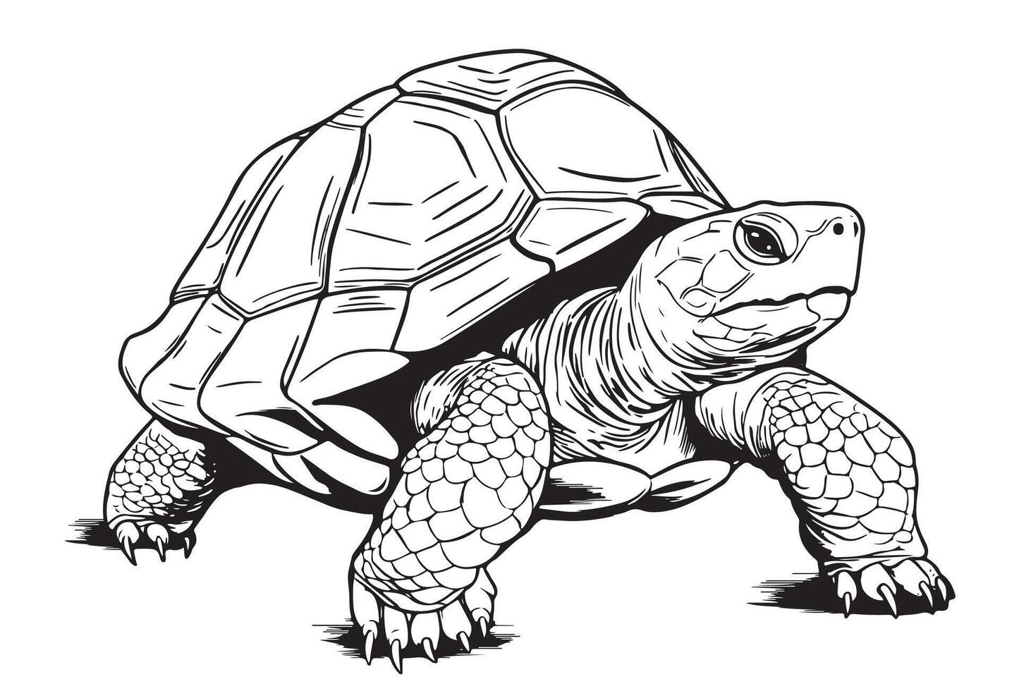 Desert Tortoise hand drawing illustration isolated on white background vector