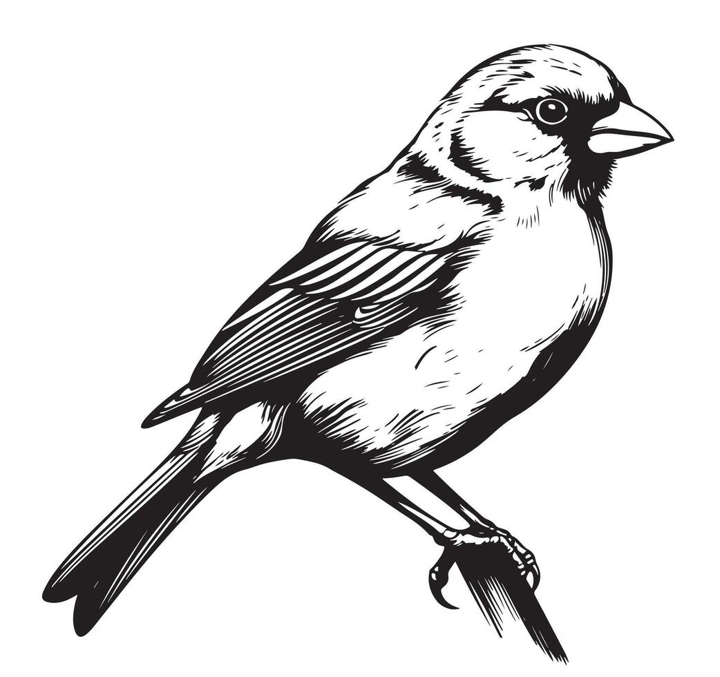 Black and white sketch of a canary bird sitting on a branch illustration vector