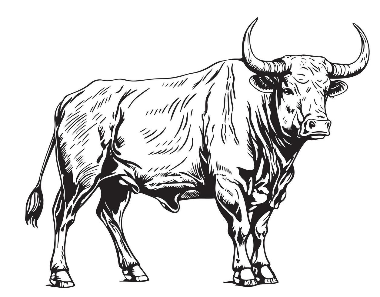 cow is standing sketch engraving illustration style Hand drawn vector
