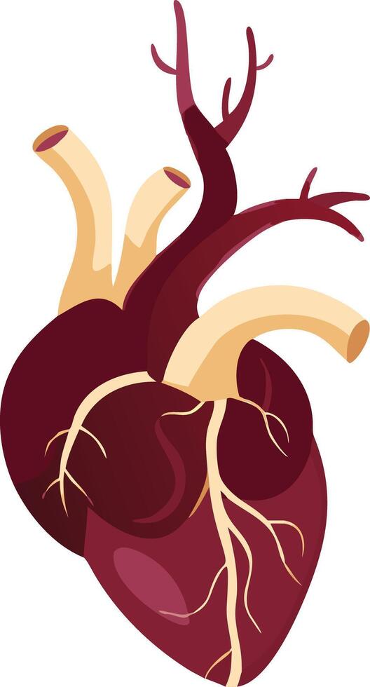Anatomical Human Heart Illustration for Medical and Educational Use vector