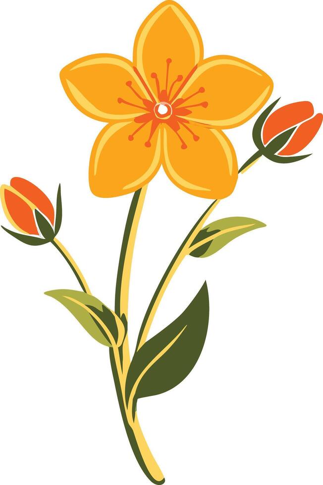 Bright Yellow Flower with Buds Botanical Illustration vector