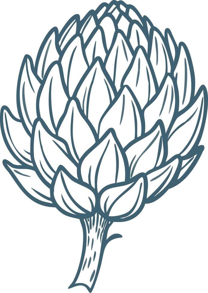 Detailed Artichoke Sketch Illustration for Culinary and Botanical Use vector