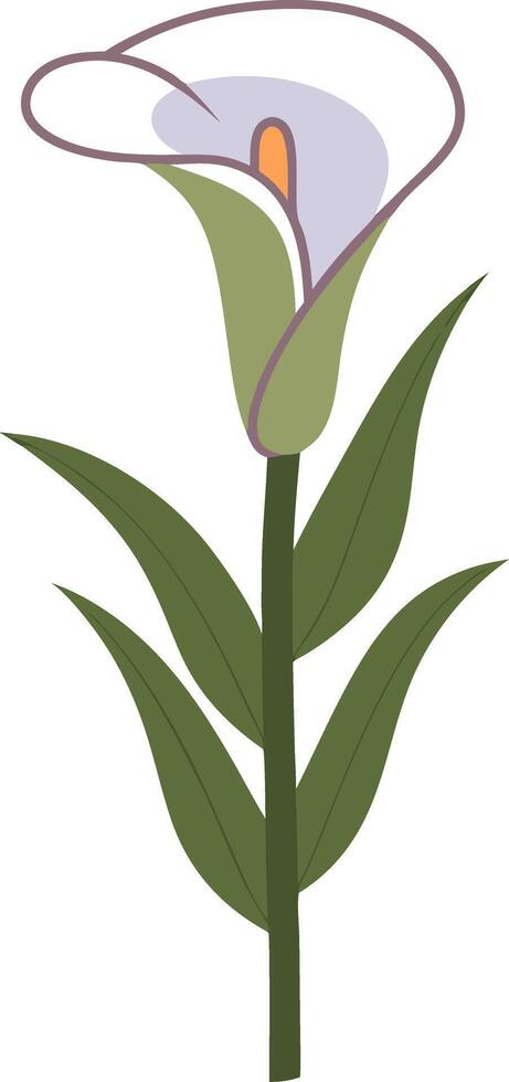 Elegant Calla Lily Art for Nature-Themed Designs and Decor Projects vector