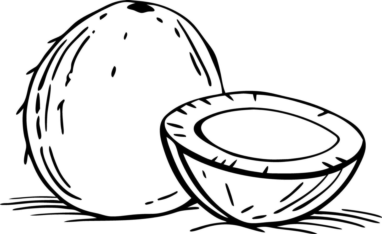 Hand Drawn Coconut Whole and Halved Illustration for Tropical Design Use vector