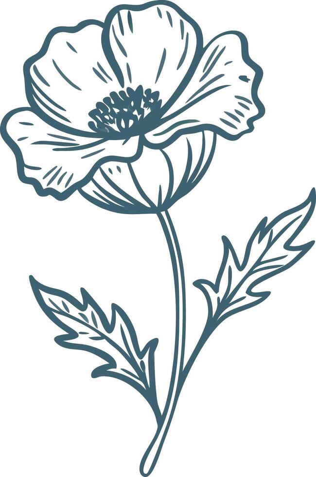 Hand Drawn Elegant Poppy Flower Illustration for Design Projects vector