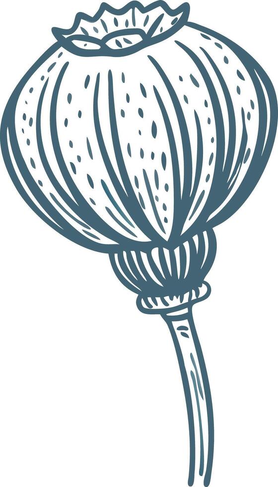 Hand Drawn Poppy Seed Pod Illustration Botanical Art vector