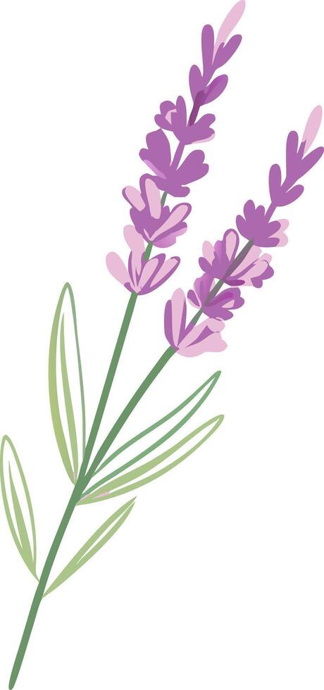 Lavender Flower Illustration for Aromatherapy and Herbal Design vector
