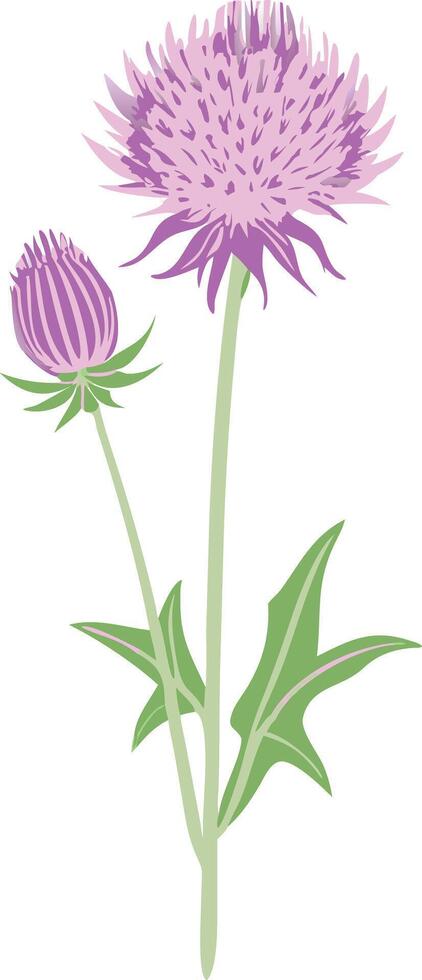 Pink Thistle Flower and Bud Botanical Illustration for Nature and Garden Design vector