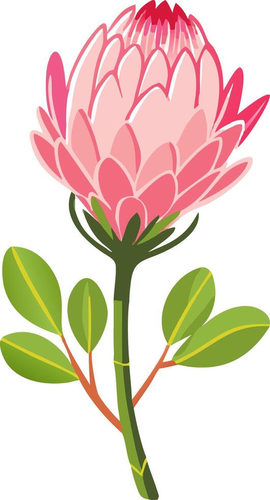 Pink Protea Flower Illustration for Botanical Designs and Decor vector