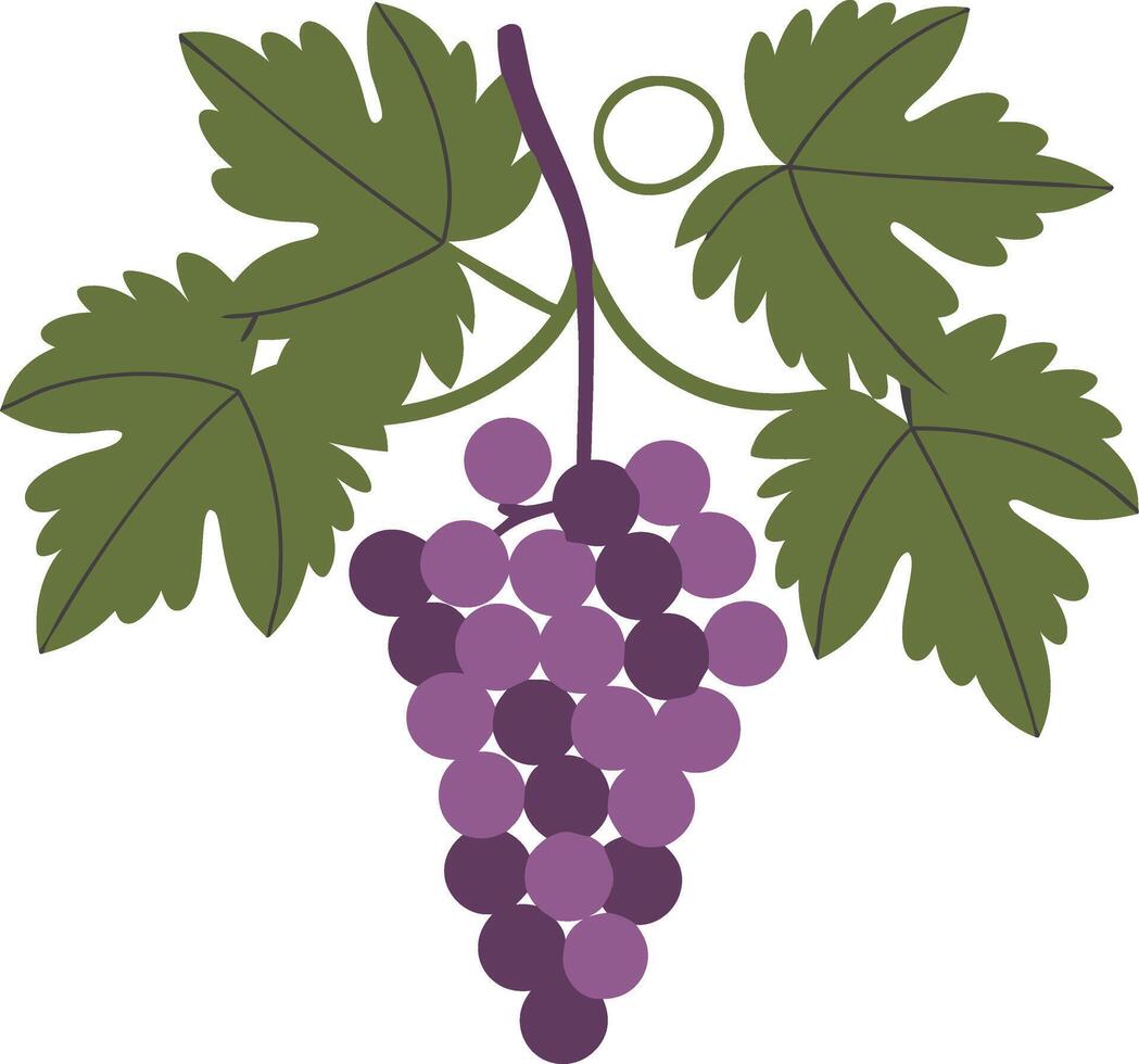 Purple Grapes with Green Leaves Illustration for Food and Wine Concepts vector