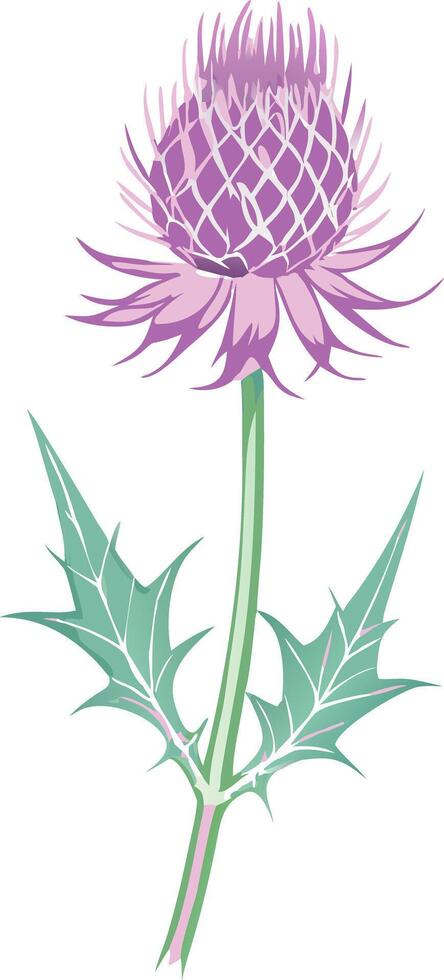 Purple Thistle Illustration with Detailed Spiky Leaves and Blossom vector
