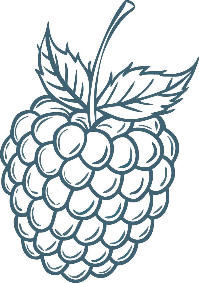 Illustration of Detailed Raspberry with Leaves for Food and Design Projects vector