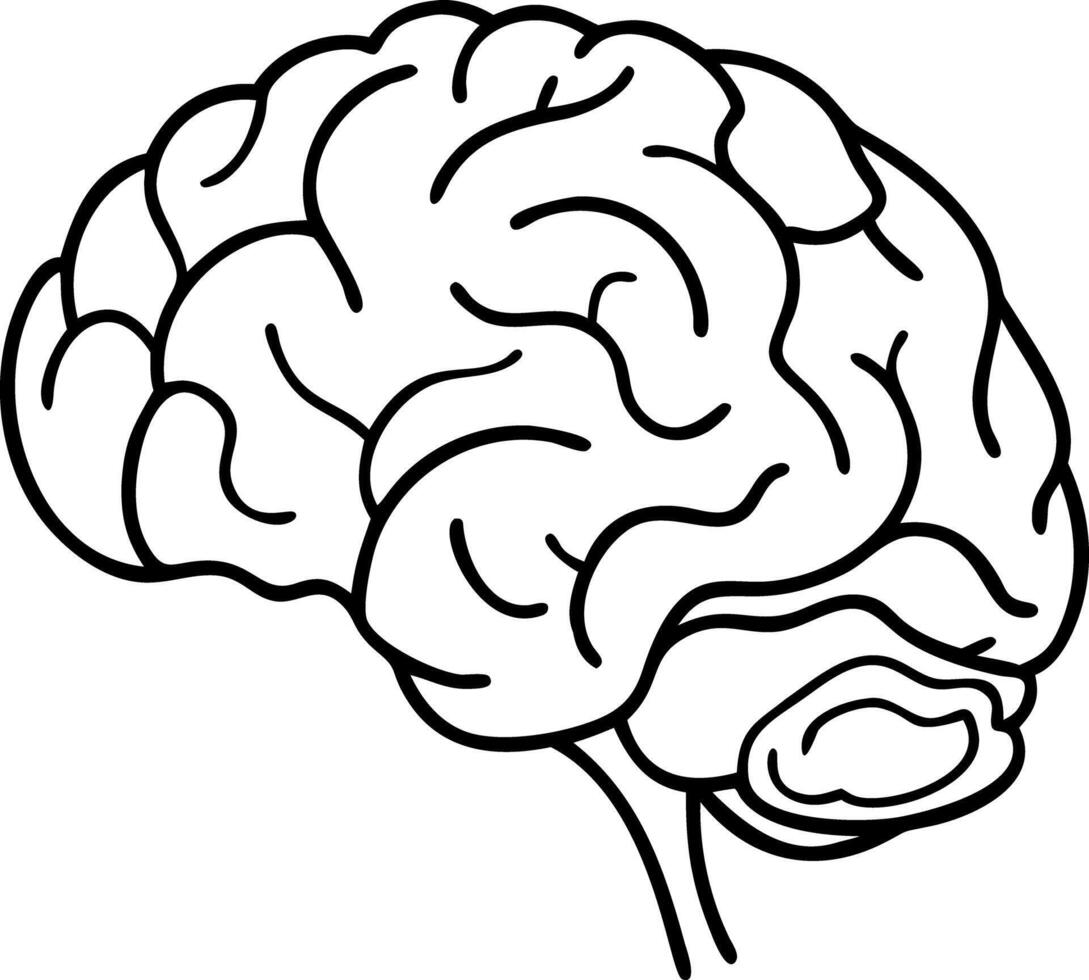 Illustration of Human Brain Anatomy Line Art for Educational Use vector