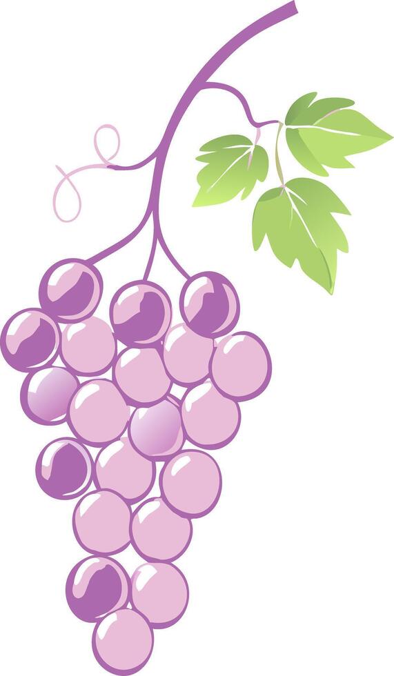 Illustration of Purple Grapes with Green Leaves for Agricultural Designs vector