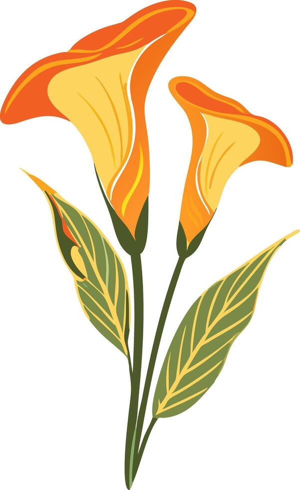 Vibrant Orange Calla Lily Illustration for Botanical Design vector