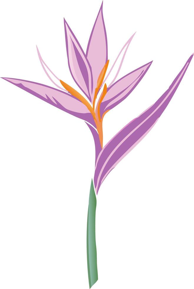 Vibrant Pink and Orange Bird of Paradise Flower Illustration Art vector