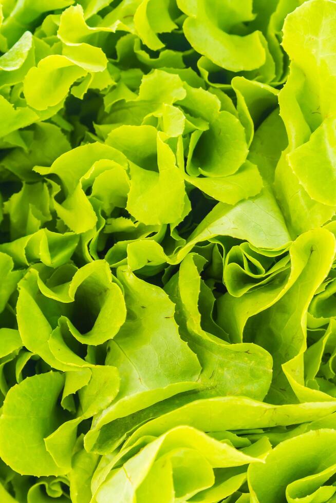 A close up of lettuce leaves photo