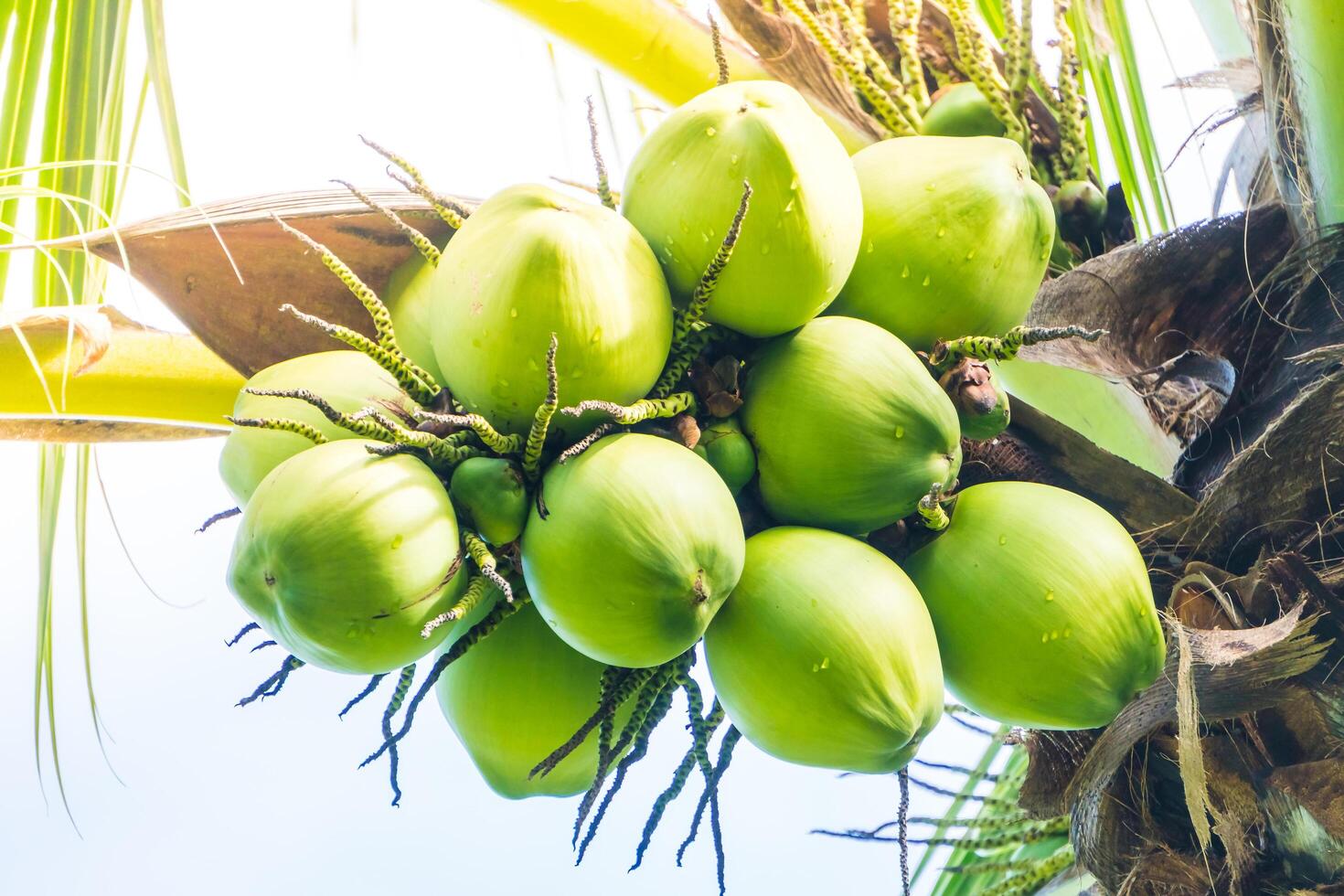 A bunch of green coconuts on a tree photo