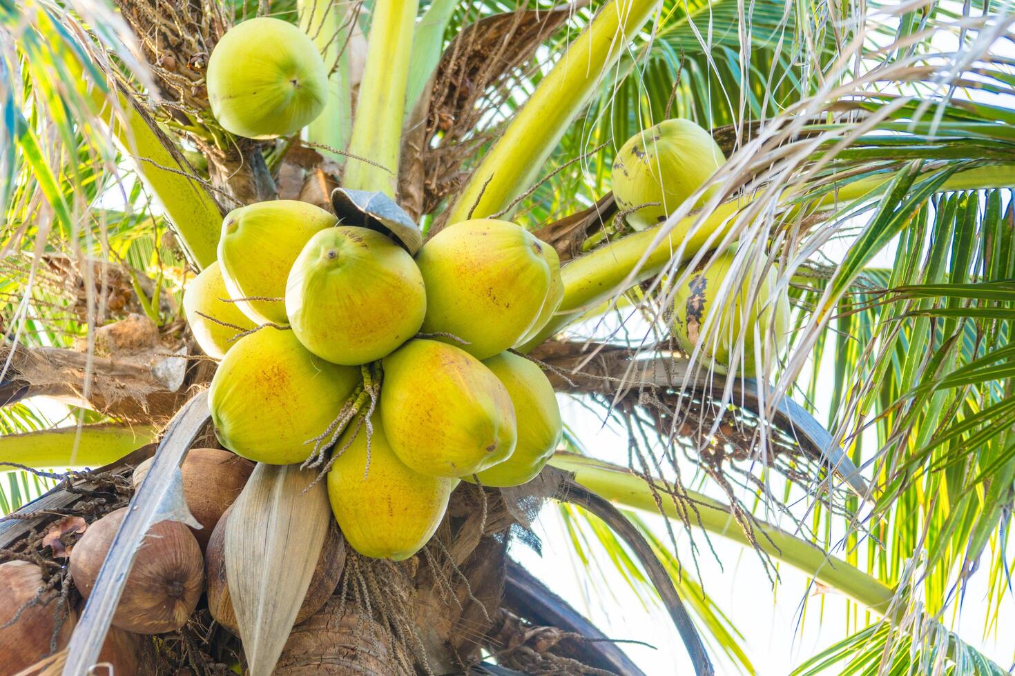 A bunch of green coconuts on a tree photo