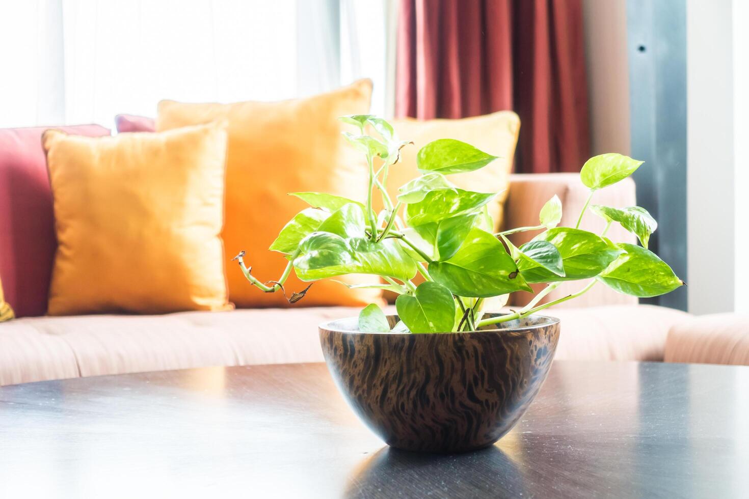 A plant in a pot on a table photo