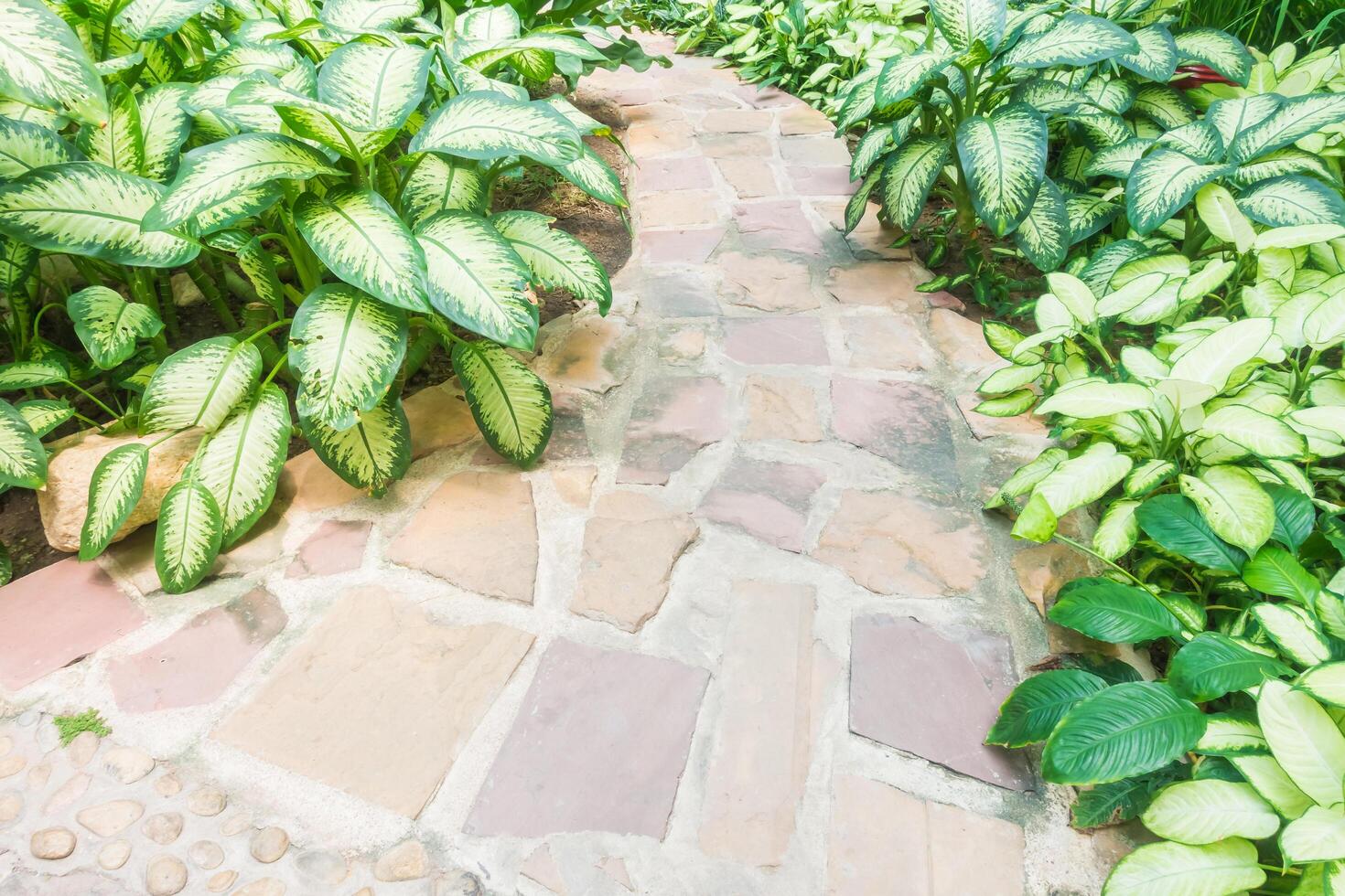 A stone path leads to a garden with green plants photo