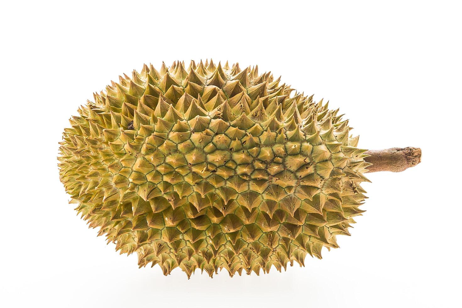 A durian fruit is shown on a white background photo