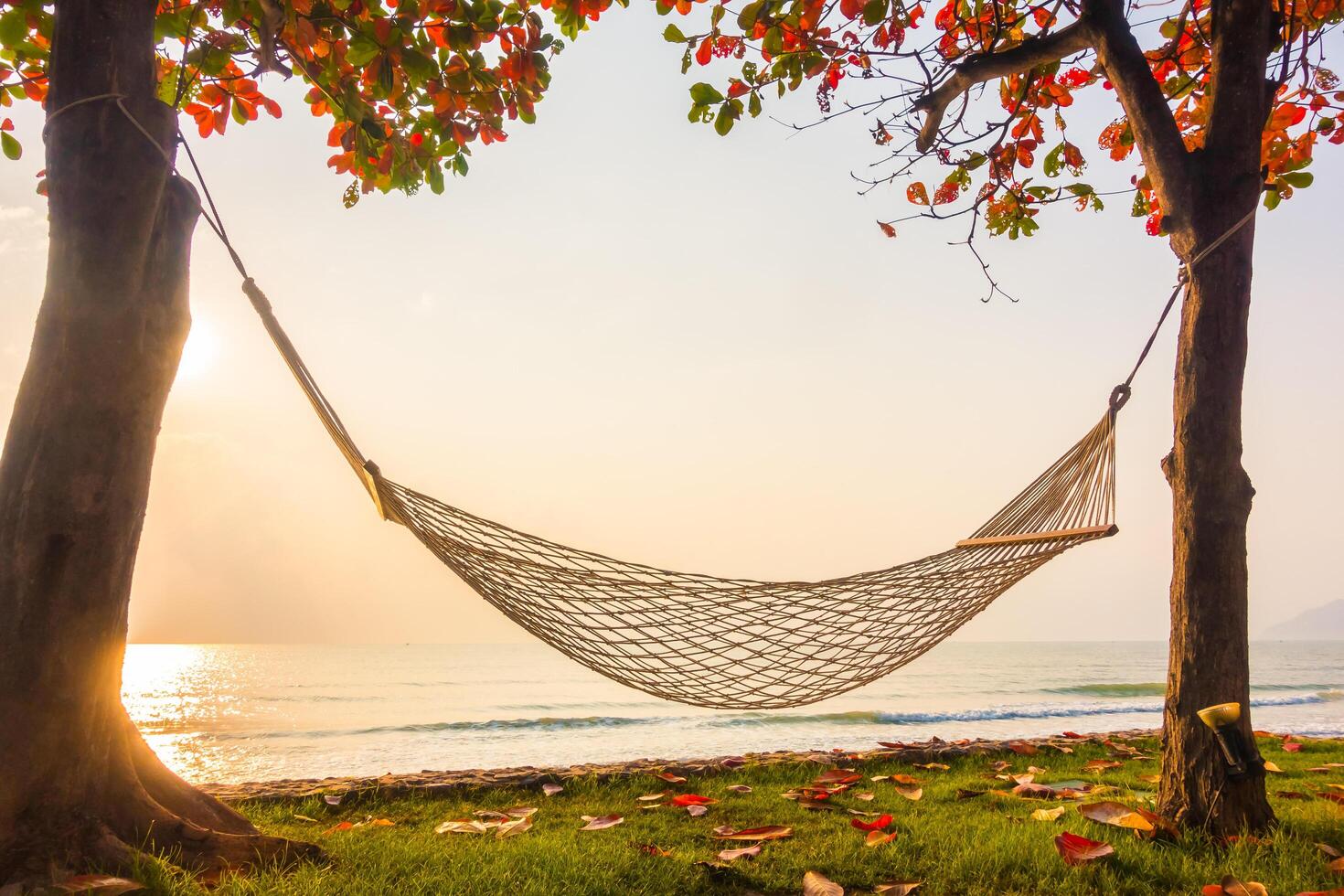 A hammock is hanging between two trees near the ocean photo