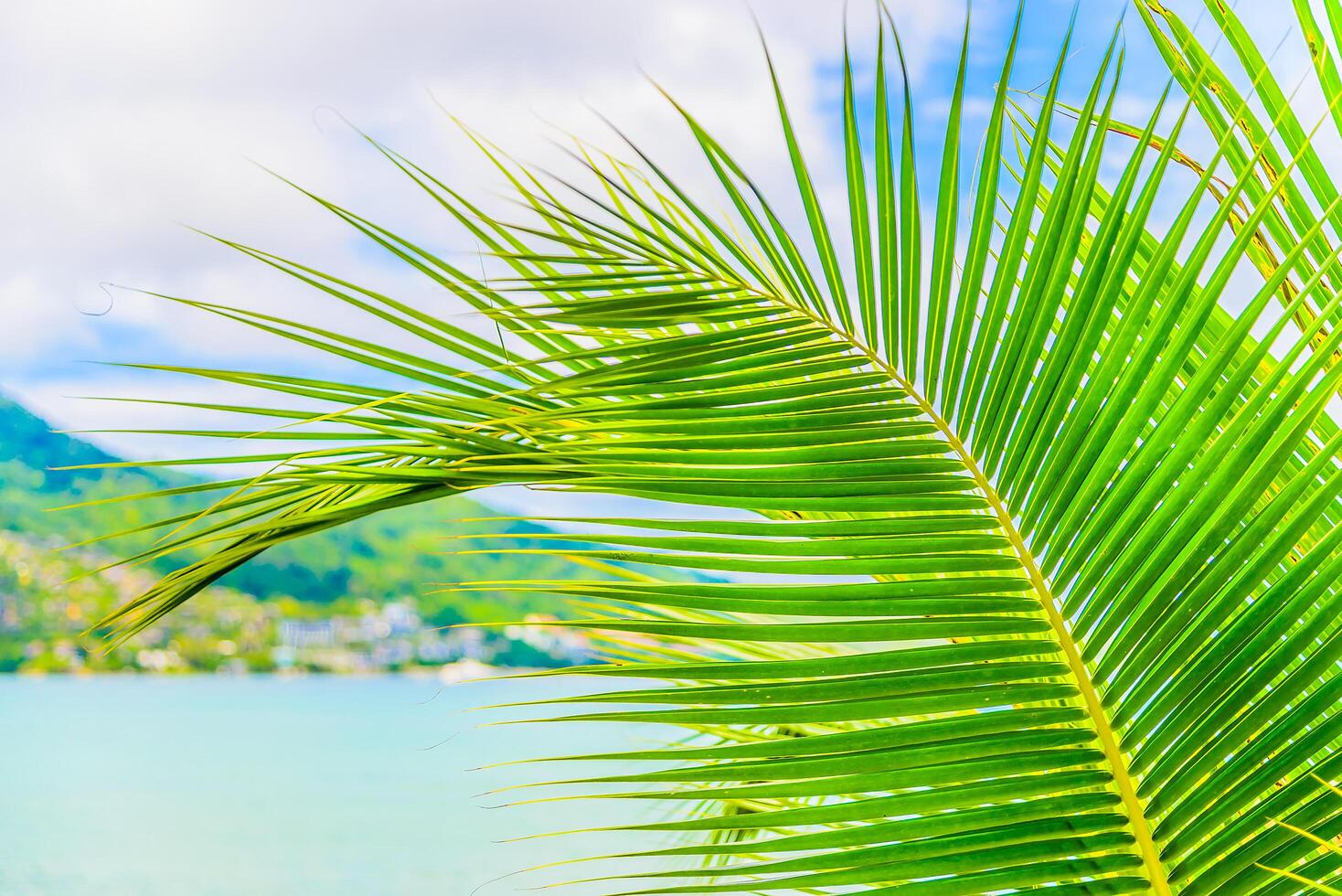 A palm leaf with a view of the ocean photo