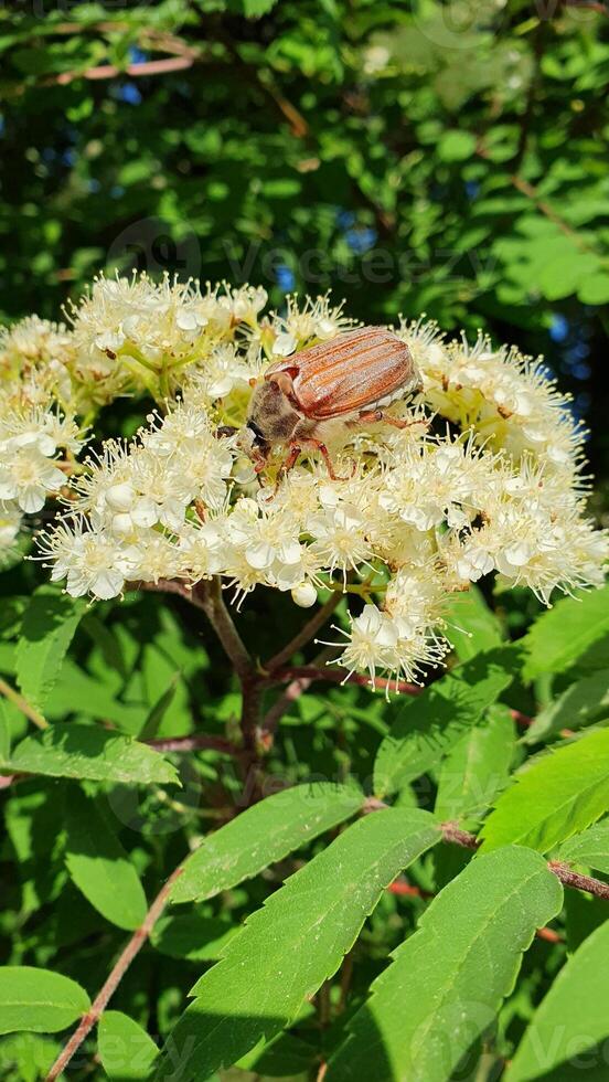 May bug on the tree. Cockchafer on a blooming tree branch. Harmful insect in the garden. photo