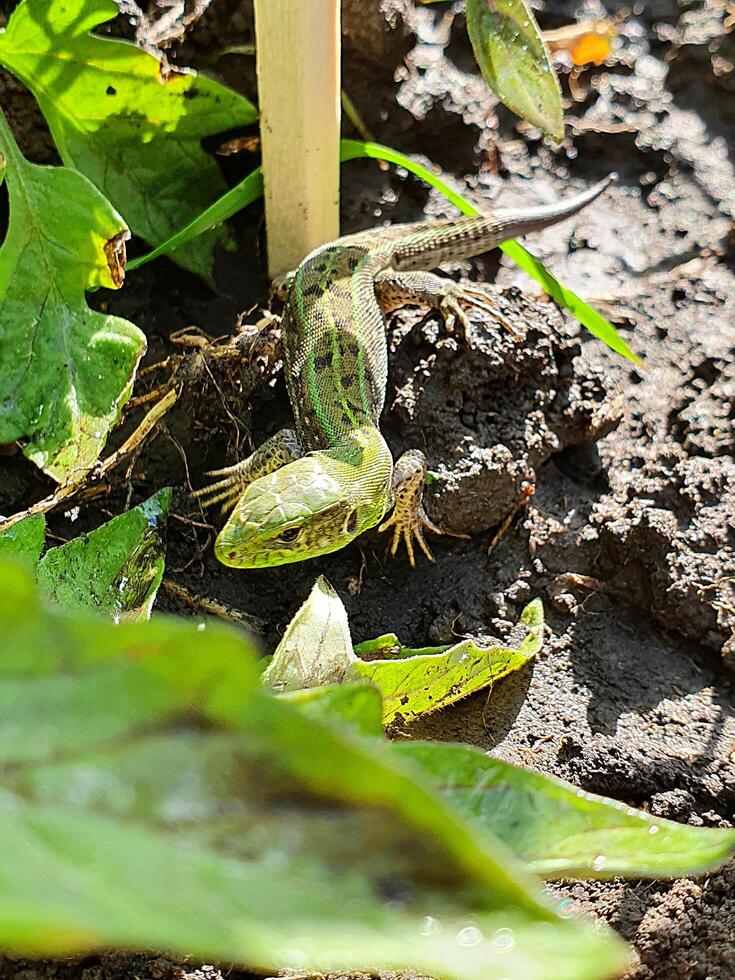 A bright green Lizard hunting in the undergrowth for food. photo