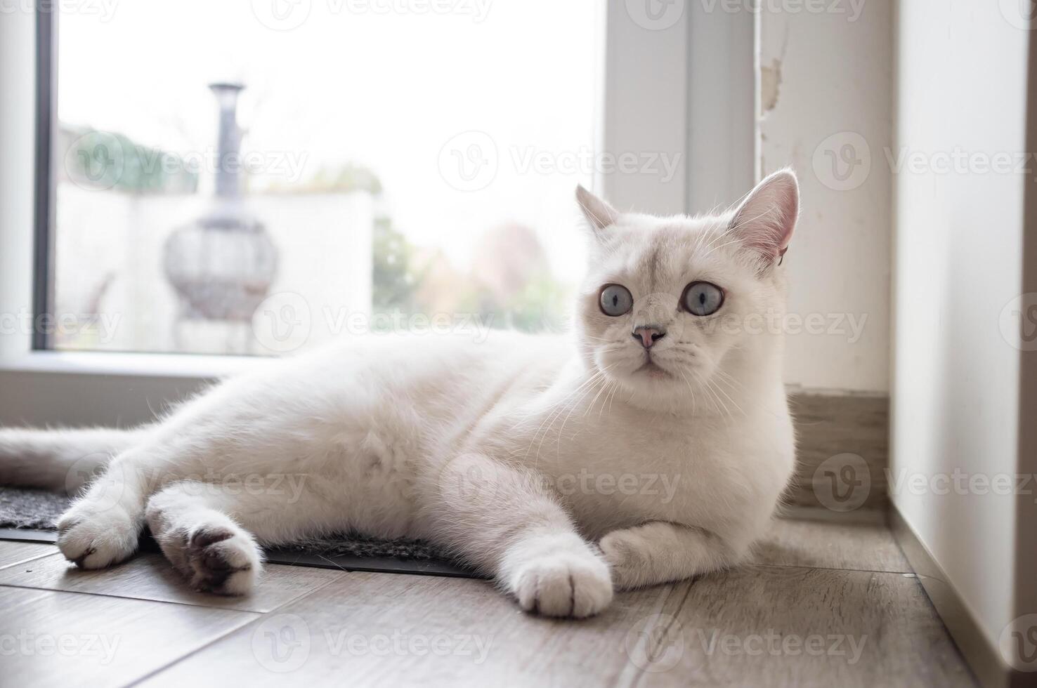 Funny cat lies in the hallway, near the glass door and looks in surprise with its big blue eyes. photo