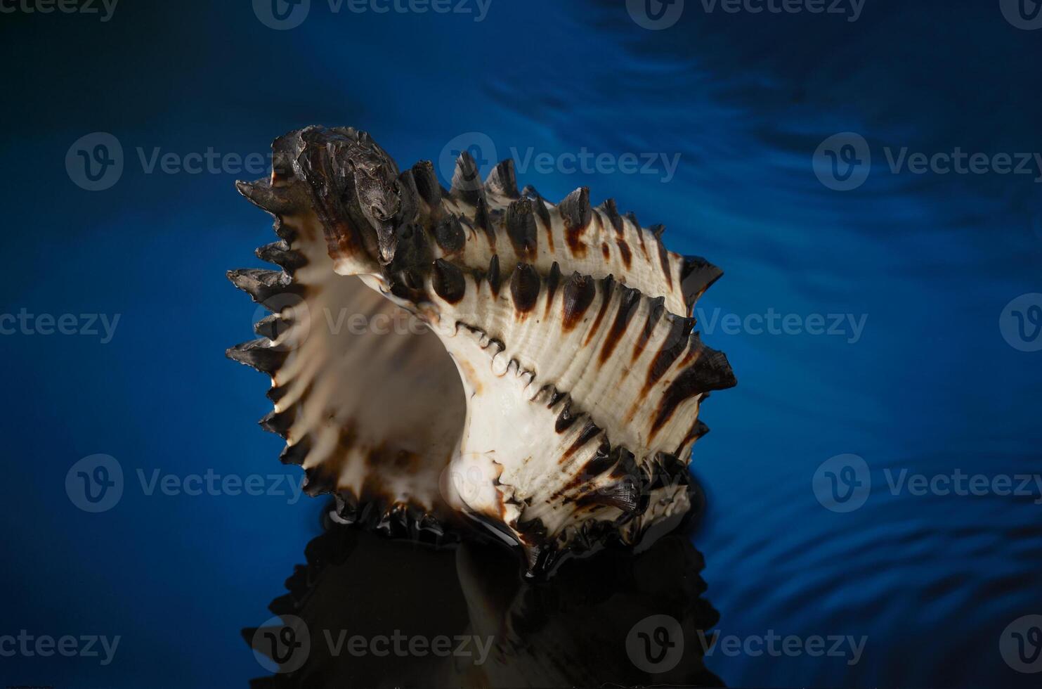 a shell with a black and white pattern on it photo