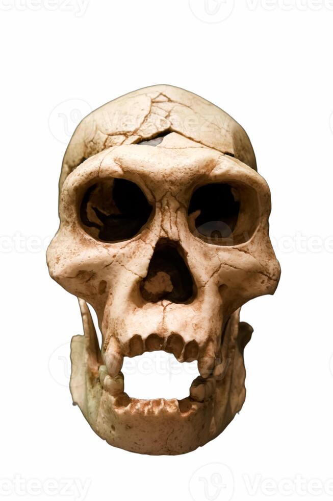 skull, human, prehistory, anthropology, isolated, background, wh photo