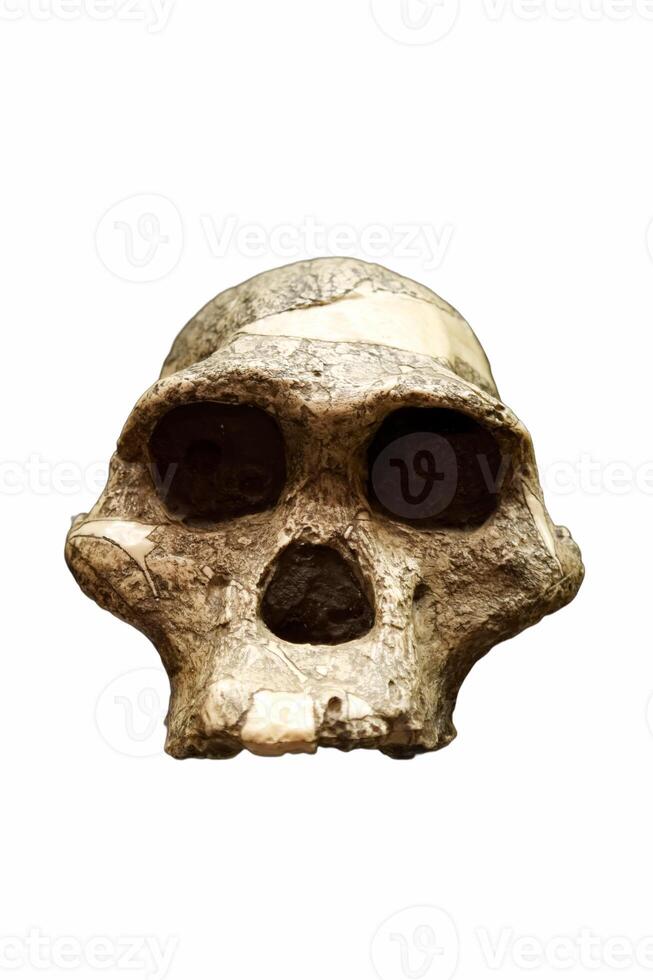 skull, human, prehistory, anthropology, isolated, background, wh photo