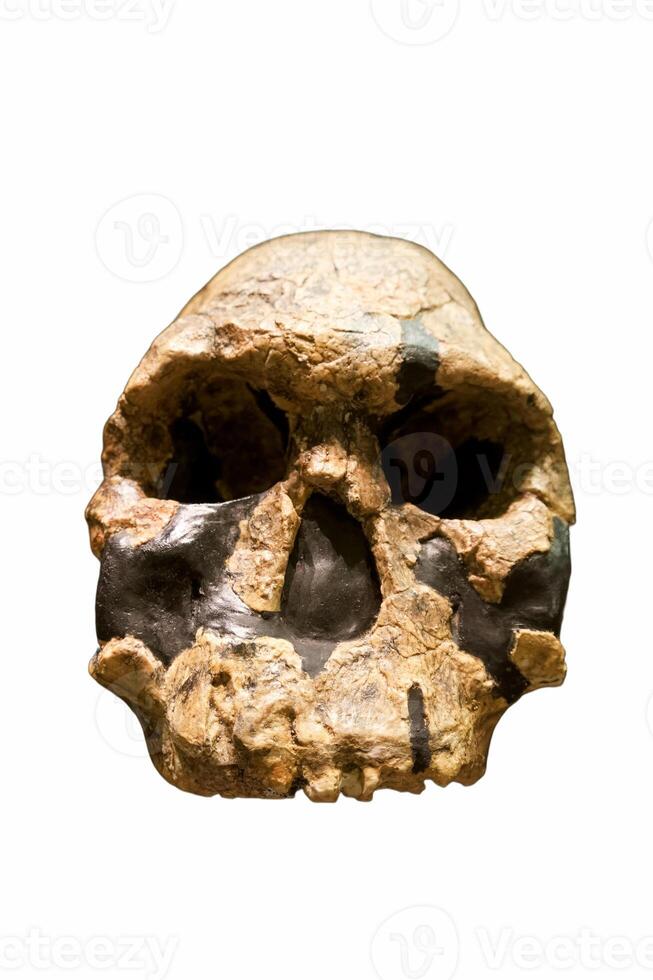 skull, human, prehistory, anthropology, isolated, background, wh photo