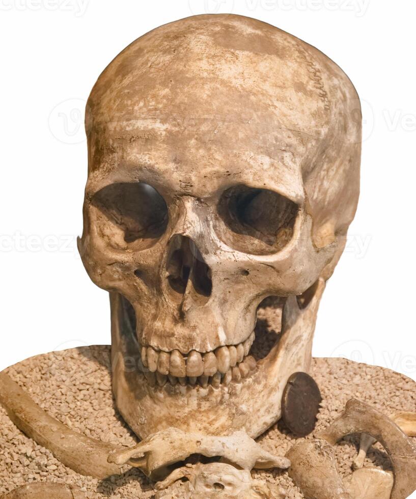 skull, human, prehistory, anthropology, isolated, background, wh photo
