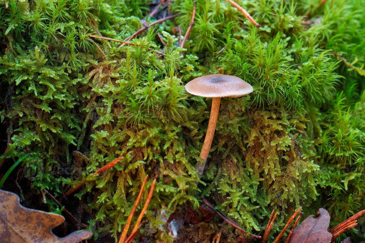 mushrooms, forest, autumn, nature, plants, botany, mountains, na photo