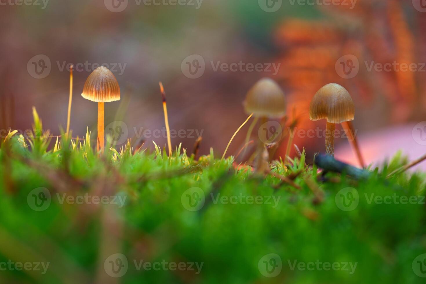 mushrooms, forest, autumn, nature, plants, botany, mountains, na photo
