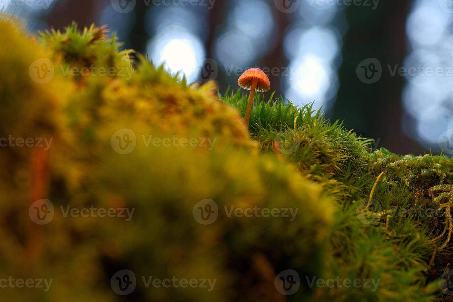 mushrooms, forest, autumn, nature, plants, botany, mountains, na photo