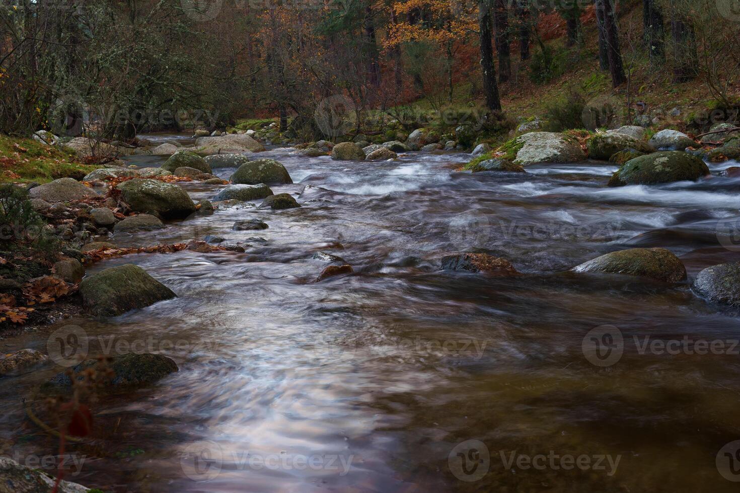 river, autumn, trees, plants, landscape, nature, morning, colors photo