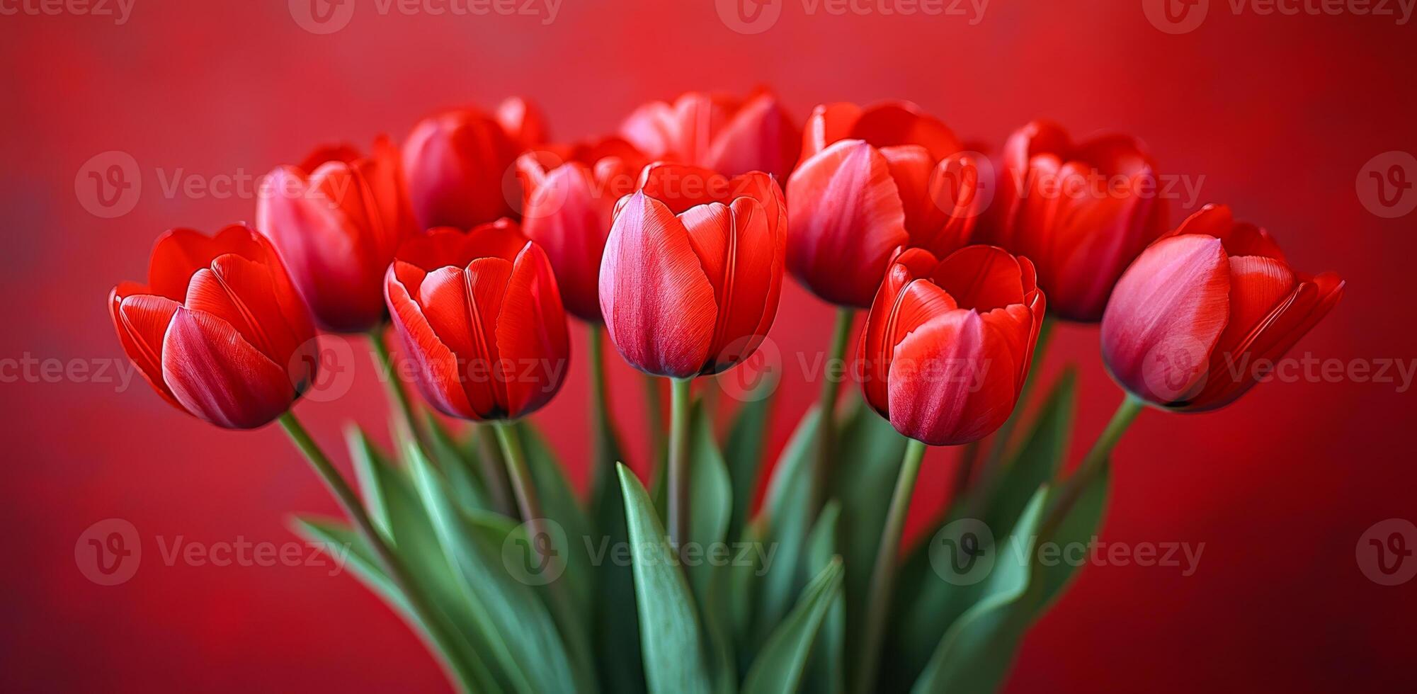 Red tulips on a bold backdrop. A bouquet of red tulips stands tall against a bold red backdrop, showcasing their delicate petals and vibrant color. photo
