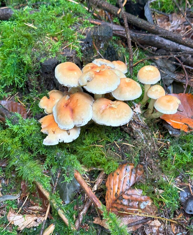 mushroom named honey fungus, Armillaria mellea photo