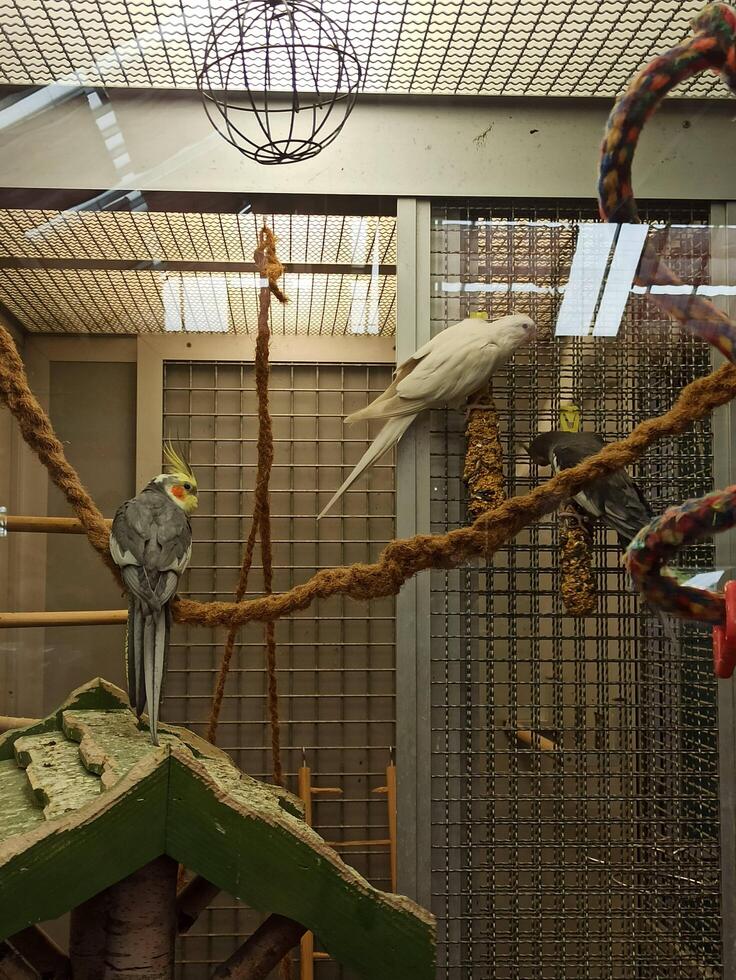 Cute white parrot pet side.Sits in a large enclosure. Local pet store photo