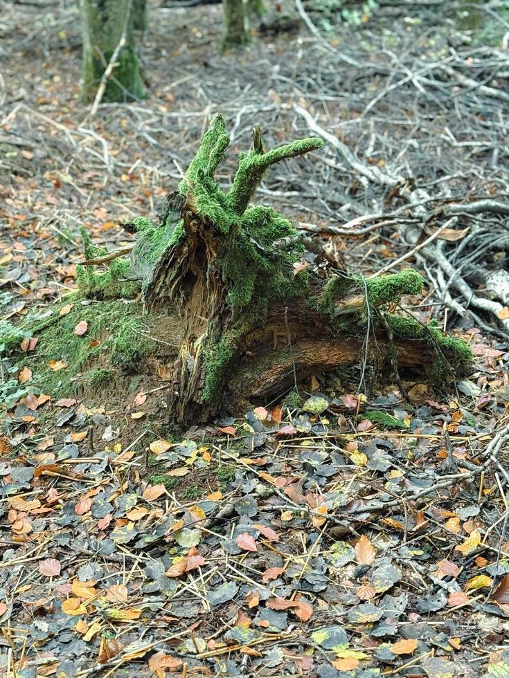 Scenic forest landscape with big rotten tree stump among wet lush vegetation. Vivid forest scenery with large burnt stump among bushes with droplets on leaves. Wild flora with drops of dew on grass photo