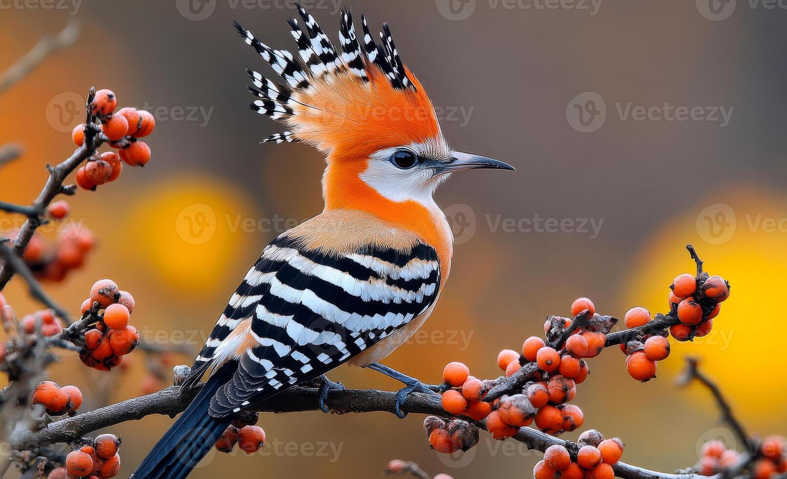 A vibrant bird with an elaborate crest sits on a branch filled with bright berries, showcasing its striking plumage. photo