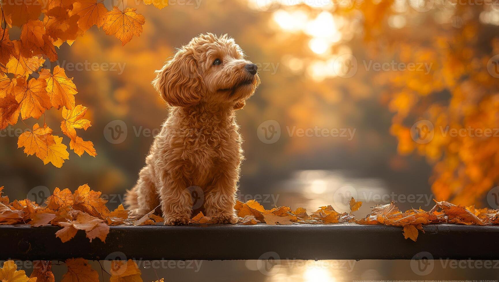A small dog is sitting on a fence next to a river. The dog is looking at the camera with a smile on its face. The scene is peaceful and serene, with the dog enjoying the view of the river photo