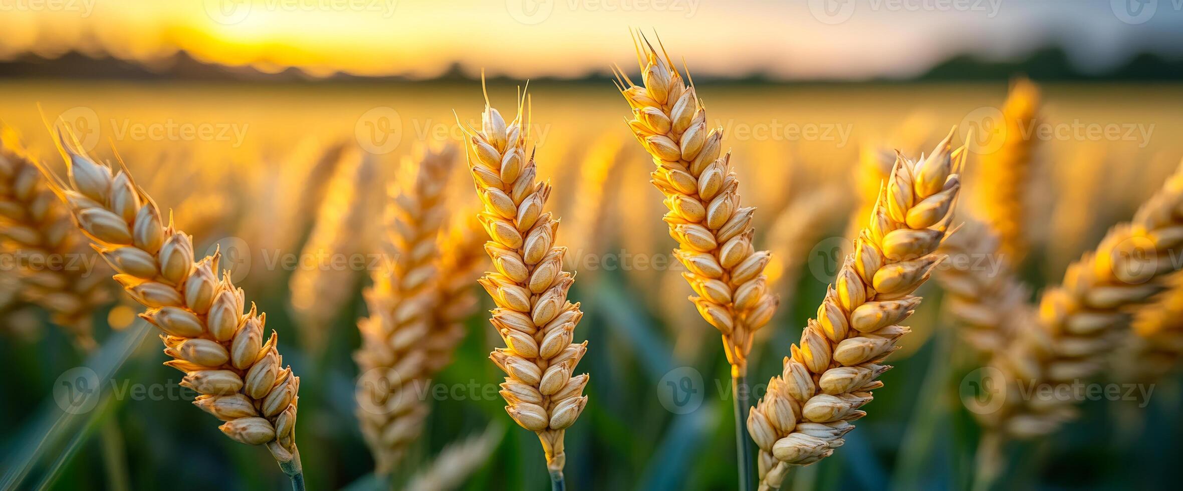 Sunlight bathes a vast wheat field in golden hues during sunset, highlighting the grains ready for harvest. photo