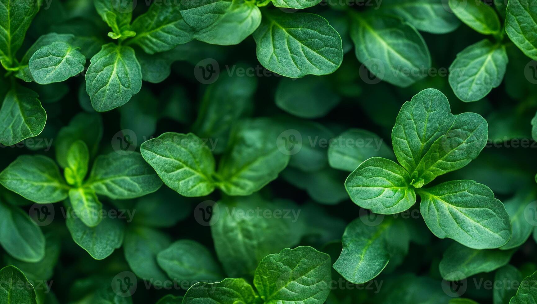 A close up of green leaves with a lush green background. The leaves are full and vibrant, giving the impression of a healthy and thriving plant photo