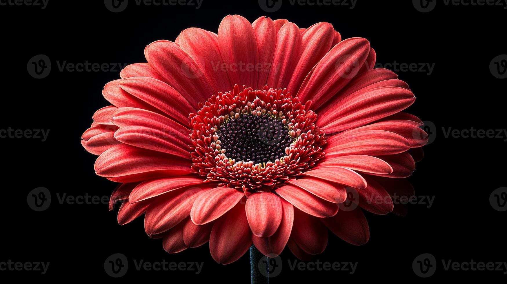 A close up of a red flower with a black background. The flower is the main focus of the image and it is the most important element. The black background creates a sense of contrast photo